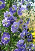 les fleurs du jardin Capucine, Tropaeolum bleu ciel