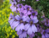 les fleurs du jardin Capucine, Tropaeolum lilas