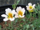 Garden Flowers Nasturtium, Tropaeolum white