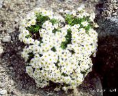 Flores de jardín No Me Olvides, Myosotis blanco