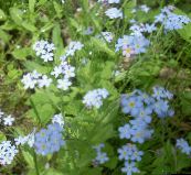 Flores de jardín No Me Olvides, Myosotis azul claro