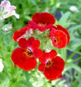 les fleurs du jardin Bijoux Cape, Nemesia rouge