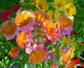 les fleurs du jardin Bijoux Cape, Nemesia orange