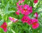 les fleurs du jardin Bijoux Cape, Nemesia rose