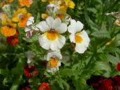 Ogrodowe Kwiaty Nemesia biały