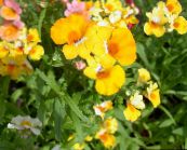Ogrodowe Kwiaty Nemesia żółty