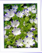 Záhradné kvety Nemophila, Baby Blue-Oči biely