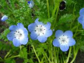 Hage Blomster Nemophila, Baby Blue-Eyes lyse blå