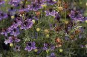 Gartenblumen Liebe-In-Ein-Nebel, Nigella damascena lila
