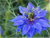 les fleurs du jardin Love-In-A-Brouillard, Nigella damascena bleu