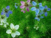 les fleurs du jardin Love-In-A-Brouillard, Nigella damascena bleu ciel