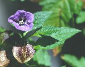les fleurs du jardin Shoofly Plante, Pomme Du Pérou, Nicandra physaloides pourpre