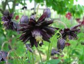 Gartenblumen Akelei Flabellata, Europäische Akelei, Aquilegia schwarz