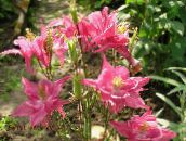 Tuin Bloemen Akelei Flabellata, Europese Akelei, Aquilegia roze