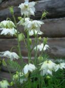 Gartenblumen Akelei Flabellata, Europäische Akelei, Aquilegia weiß