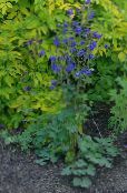 Bahçe çiçekleri Kumru Flabellata, Avrupa Kumru, Aquilegia mavi