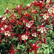 Gartenblumen Akelei Flabellata, Europäische Akelei, Aquilegia rot