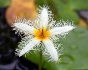 Ogrodowe Kwiaty Nimfeynik (Bolotnotsvetnik), Nymphoides biały