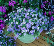 Flores de jardín Taza De La Flor, Nierembergia azul claro