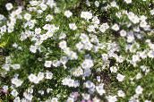 Flores de jardín Taza De La Flor, Nierembergia blanco