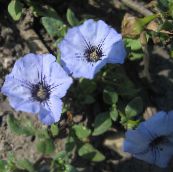 Flores do Jardim Nolana luz azul