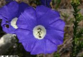 Flores do Jardim Nolana azul
