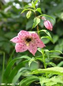 Trädgårdsblommor Nomocharis rosa