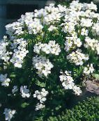 Gartenblumen Aubrieta, Felskresse weiß