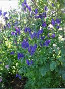 Садовые цветы Аконит клобучковый, Aconitum синий