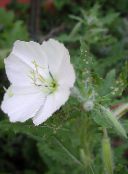 Vrtne Cvjetovi Bijeli Buttercup, Blijedo Noćurka, Oenothera bijela