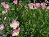 I fiori da giardino Ranuncolo Bianco, Enotera Pallida, Oenothera rosa