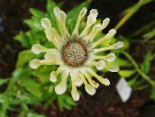 Hage Blomster African Daisy, Cape Daisy, Osteospermum gul