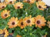 Záhradné kvety Gerbery, Pelerína Sedmokráska, Osteospermum oranžový