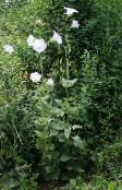 Gartenblumen Ostrowskia, Ostrowskia magnifica weiß