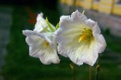 Gartenblumen Ostrowskia, Ostrowskia magnifica weiß