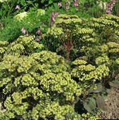 Tuin Bloemen Showy Stonecrop, Hylotelephium spectabile groen