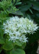 Flores de jardín Sedum Vistosa, Hylotelephium spectabile blanco