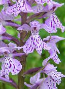 Moeras Orchidee, Gevlekte Orchis