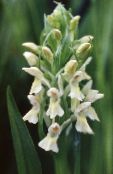 les fleurs du jardin Marais Orchidée, Orchidée Tachetée, Dactylorhiza blanc