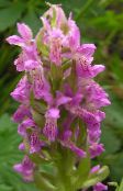 Hage Blomster Myr Orchid, Spotted Orkide, Dactylorhiza rosa