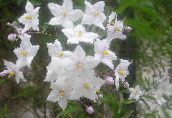 Садовые цветы Паслен (Картофельная лоза, синий картофельный куст), Solanum jasminoides, Solanum rantonnetii белый