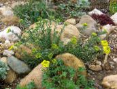 Flores do Jardim Cesta De Ouro, Alyssum amarelo