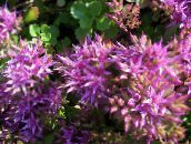 les fleurs du jardin Orpin, Sedum lilas