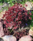 Garden Flowers Stonecrop, Sedum burgundy