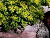 Puutarhakukat Stonecrop, Sedum keltainen