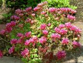 Sodo Gėlės Stonecrop, Sedum rožinis