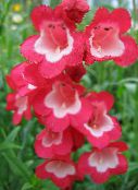 Zahradní květiny Podhůří Penstemon, Chaparral Penstemon, Bunchleaf Penstemon, Penstemon x hybr, červená