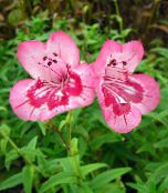 Flores do Jardim Foothill Penstemon, Penstemon Chaparral, Bunchleaf Penstemon, Penstemon x hybr, rosa