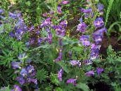 Flores de jardín Estribaciones Penstemon, Penstemon Chaparral, Bunchleaf Penstemon, Penstemon x hybr, púrpura