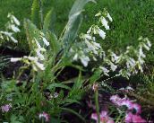 Flores do Jardim Penstemon Oriental, Beardtongue Peludo branco